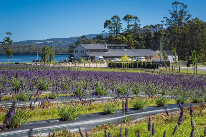 亞瑟港薰衣草 _Port_Arthur Lavender_3