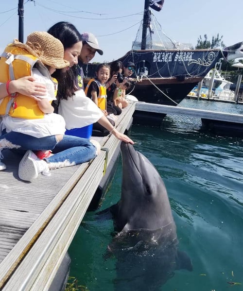 海豚互動1