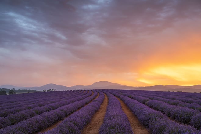 飄絲薰衣草莊園_Bridestowe_Lavender_Estate_3