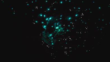 Glow worms, New Zealand